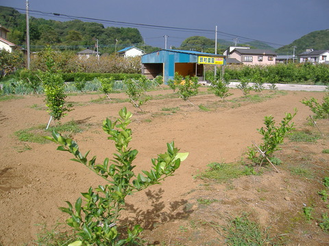 芝のレモン全景1