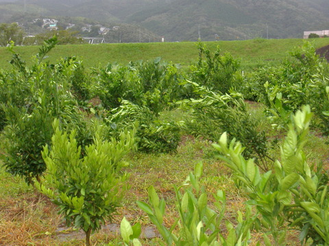 ミカンの木台風で倒れる