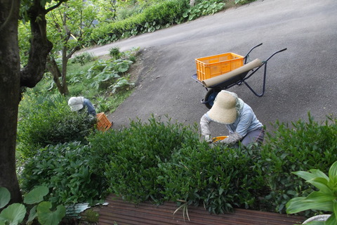 30お茶摘み