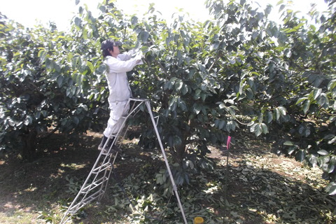 柿の芽かき作業