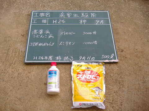 9月柿消毒