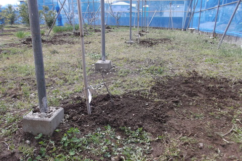 H26-3-30 葡萄苗植樹