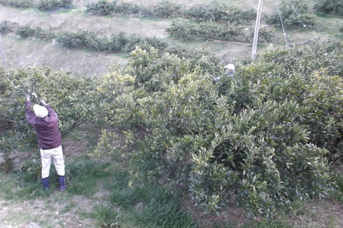 剪定作業中