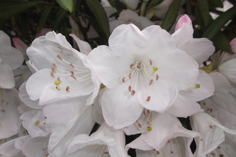 花弁満開