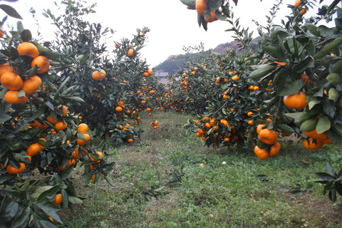 22 青島たわわに