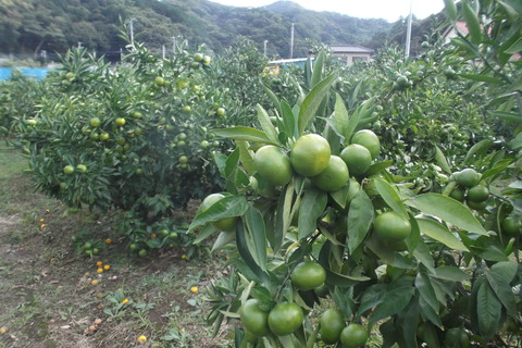 9月みかん