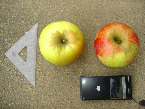 直径9cm