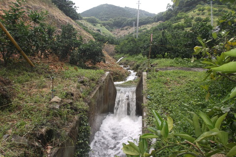 みかん農園の水路1