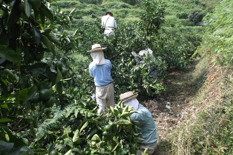 8月の摘果作業2