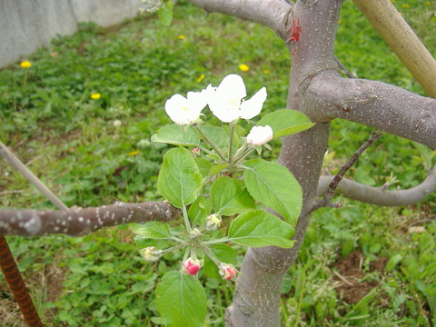 りんごの花4月17日