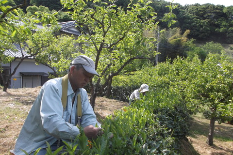 3お茶摘み