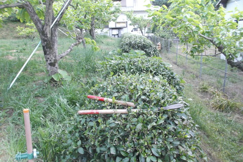 8お茶摘み終る