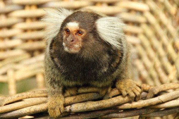 marmoset-742462_1280 (1)