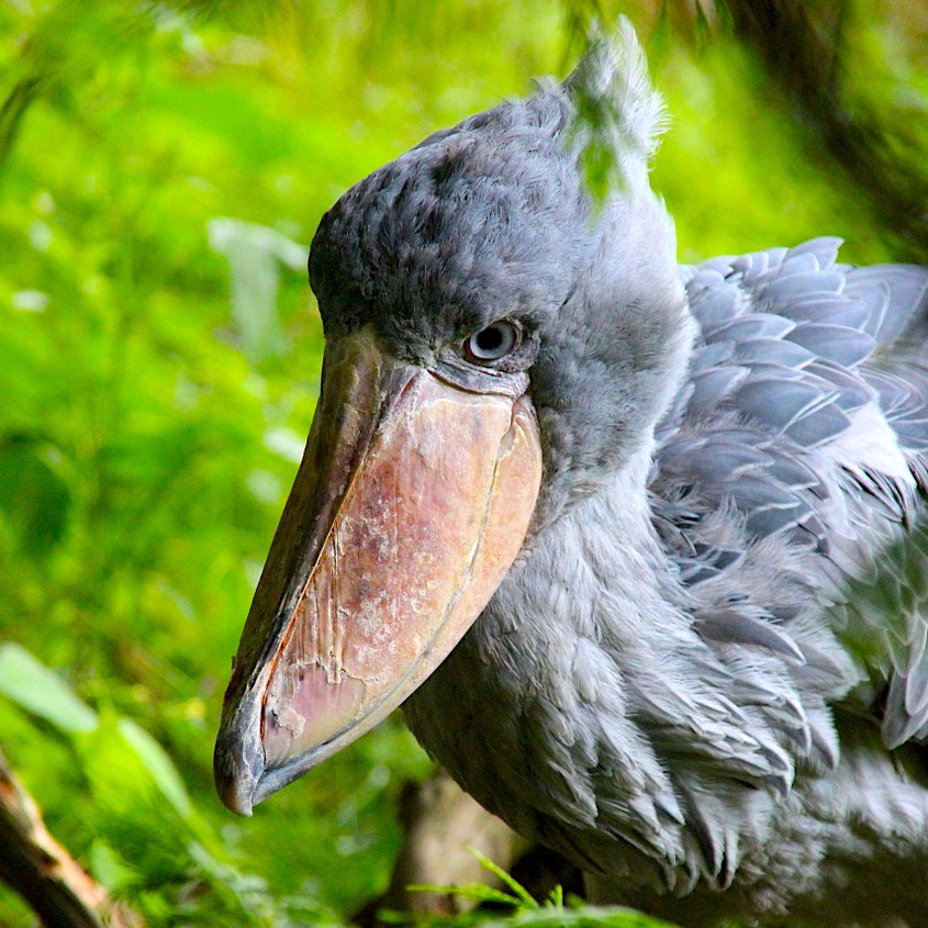 shoebill-1386340_1280
