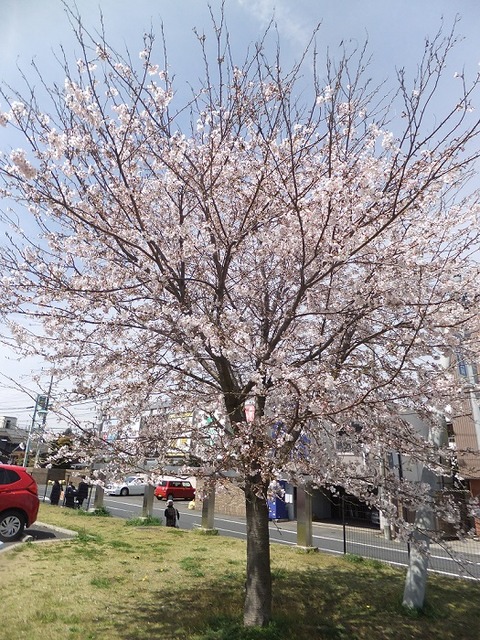 桜①