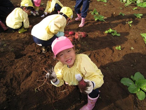 さつまいも２４