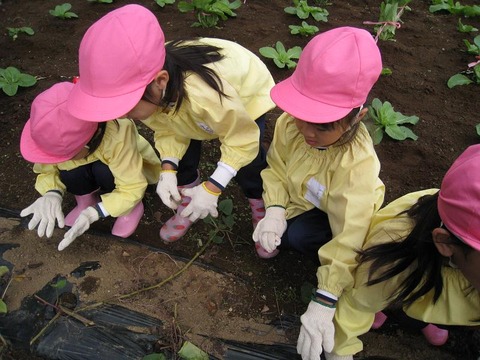 さつまいも１１