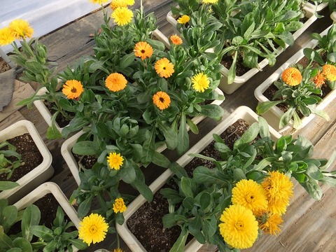 DSCF6051
