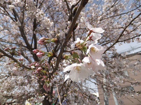 桜②