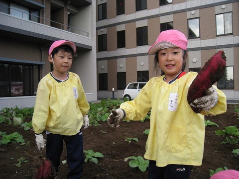 さつまいも１７