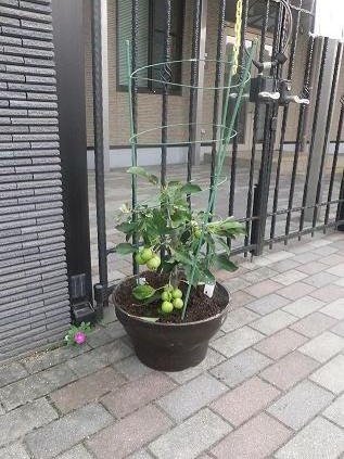 アルプス４