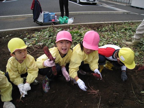 さつまいも１５