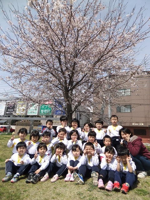 桜④