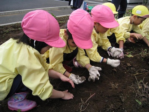 さつまいも１２