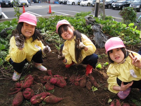 さつまいも２５