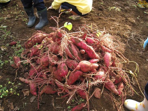 さつまいも２６