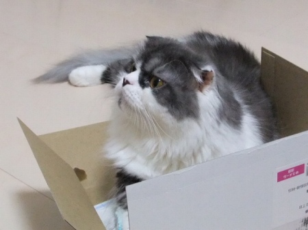 大きいのください