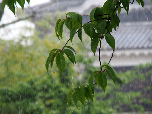 2017080408松山城にて天守と木の葉