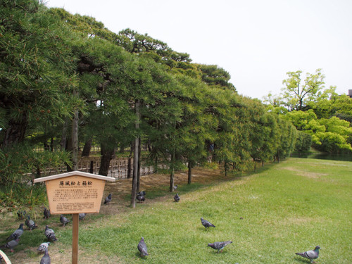 2017060506栗林公園びょう風松と箱松の説明板