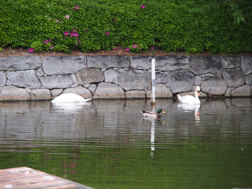 2017080106松山城西堀にて白鳥