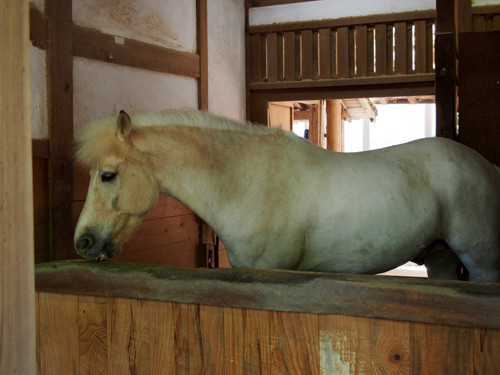 2017062612こんぴらさん神馬「月琴号」
