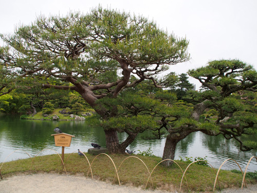 2017060507栗林公園夫婦松