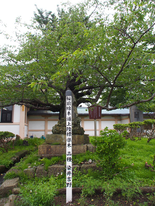 h305桜前線本道上陸標準木の染井吉野