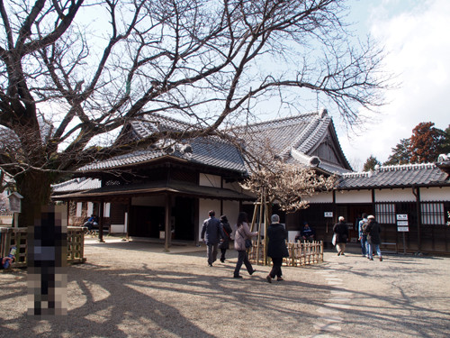 2017050303弘道館 玄関・右近の桜