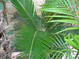 DSCN2211