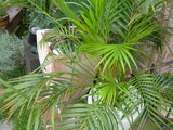 DSCN2210