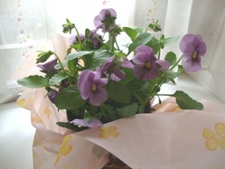 お花♪