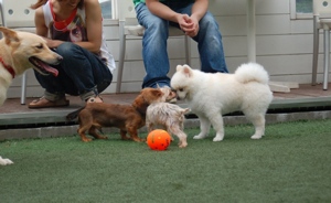小型犬達