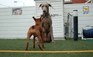 シャキとスウェル