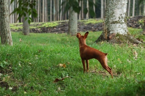 スウェル