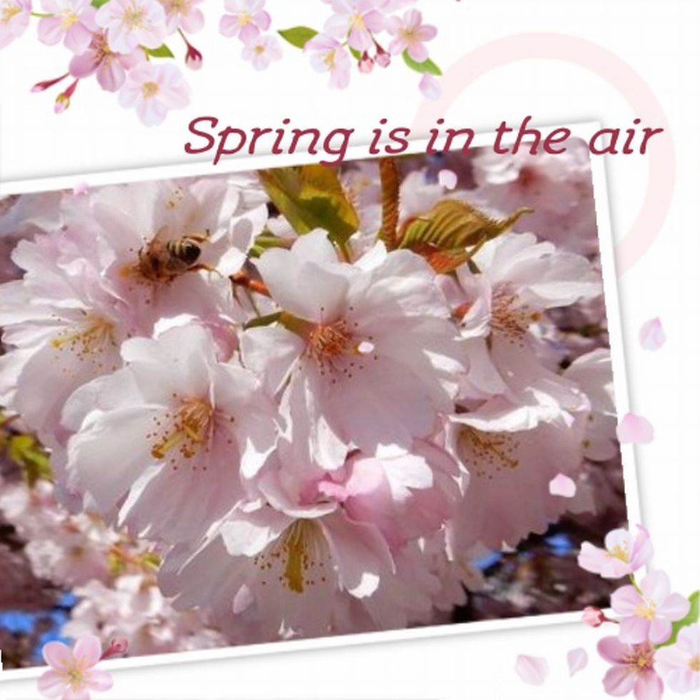 sakura_BL