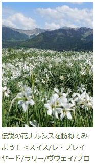 「伝説のナルシスの花を訪ねてみよう!」のブログ記事へ