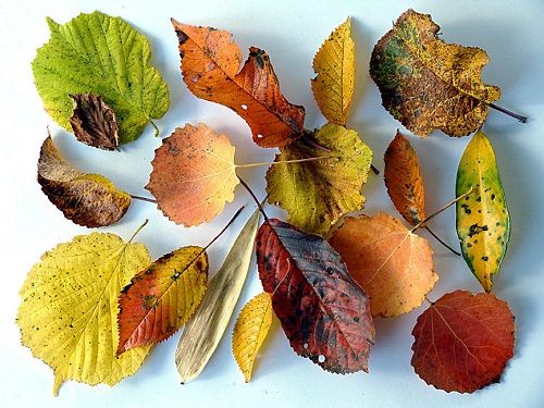autumn leaves
