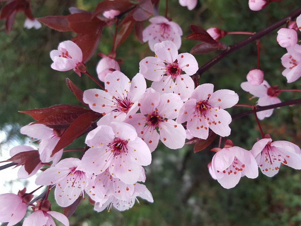sakura