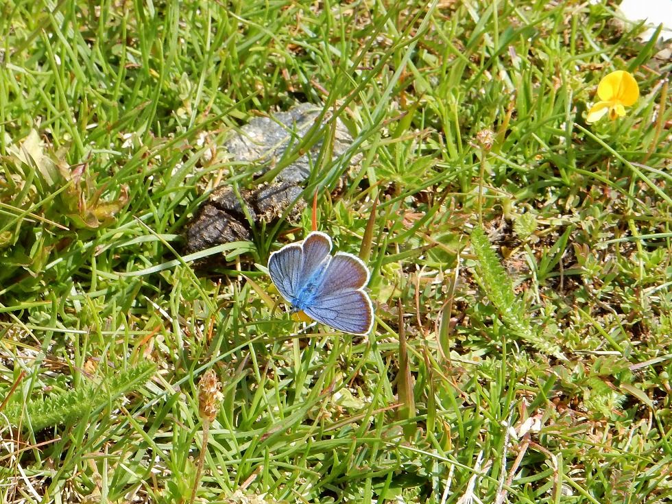 pale_grass_blue_1