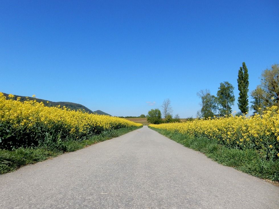 Rapsfeld_3
